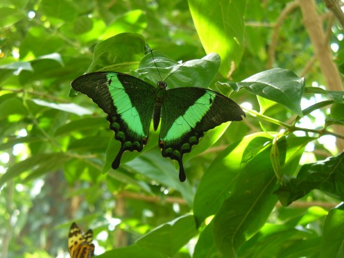 Photo 6 - I love all the butterflies I have photographed, but this one is one of my very favorites!  I just love the light coming through his wings, the color, etc.