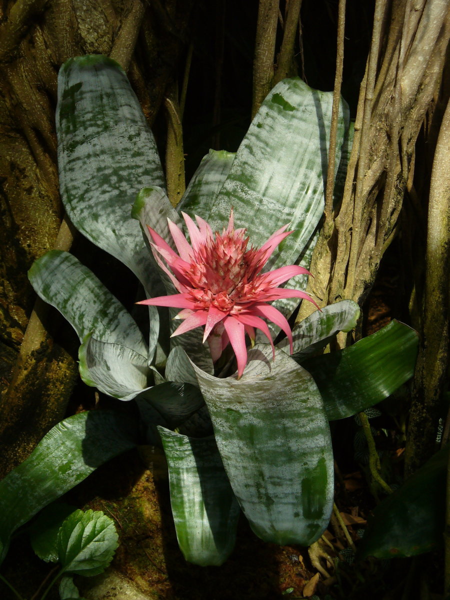 Bromeliad Plant Gallery