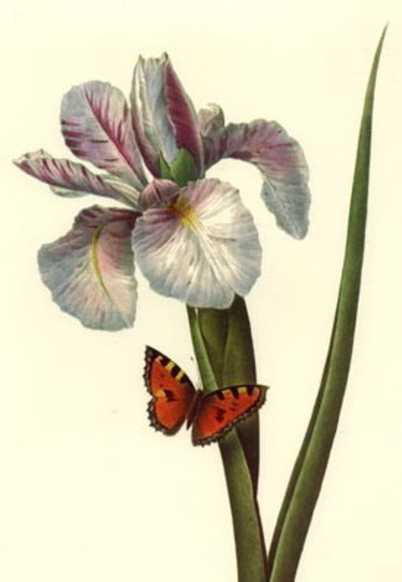 Orkide ve kelebek kk resim