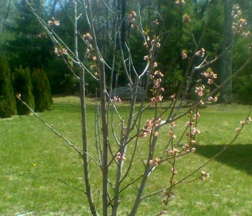 Budding peach tree 