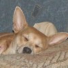 mommadawg profile image