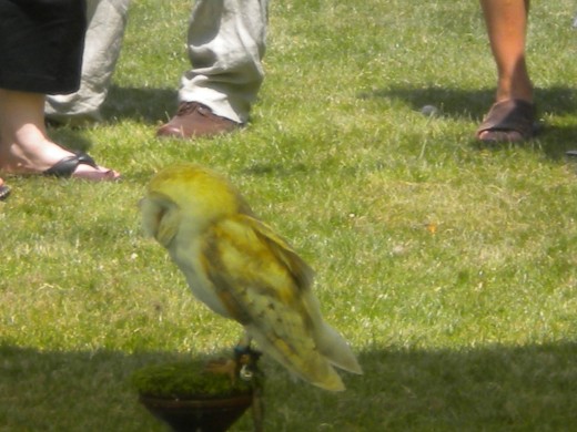 The barn owl- easily the most adorable.