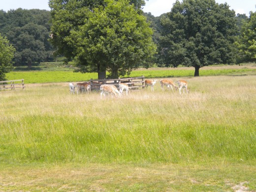 Fallow deer enjoying the summer sun at a Bradgate.