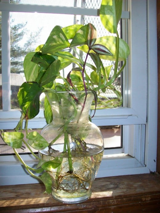 Glass vases can be found at thrift stores and are a very cheap container for growing Pothos or other houseplants in water