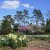 A Spring Garden just coming to life after winter.  You can see the pink blooms on the tree in the distance, and the main flowers are the daffodils.