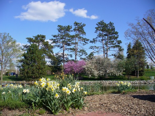 A Spring Garden just coming to life after winter.  You can see the pink blooms on the tree in the distance, and the main flowers are the daffodils.