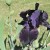 First Bloom Closeup Of Black Iris First Bloom Closeup Of Black Iris