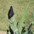 More Black Iris Buds Coming Out More Black Iris Buds Coming Out