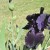 Changing Angles On First Black Iris Changing Angles On First Black Iris