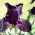 Can You See The Texture Of This Black Iris? Can You See The Texture Of This Black Iris?