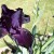 Curling Edges Unroll On This Second Black Iris Curling Edges Unroll On This Second Black Iris