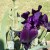 The Purple Is Popping Out Of The Black Iris In The Sun The Purple Is Popping Out Of The Black Iris In The Sun