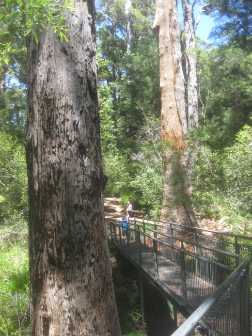 The boy touched their moss-covered, huge and buttressed trunks, looked up in their ever-green majestic crowns and then down on their roots lost in a lush understorey of tassel bush, fern and wattle.