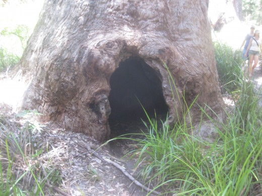 A red tingle tree that appeared to have a face on its gnarled trunk took your interest. "Red tingle trees have often suffered damage from past wildfires", explained his dad.