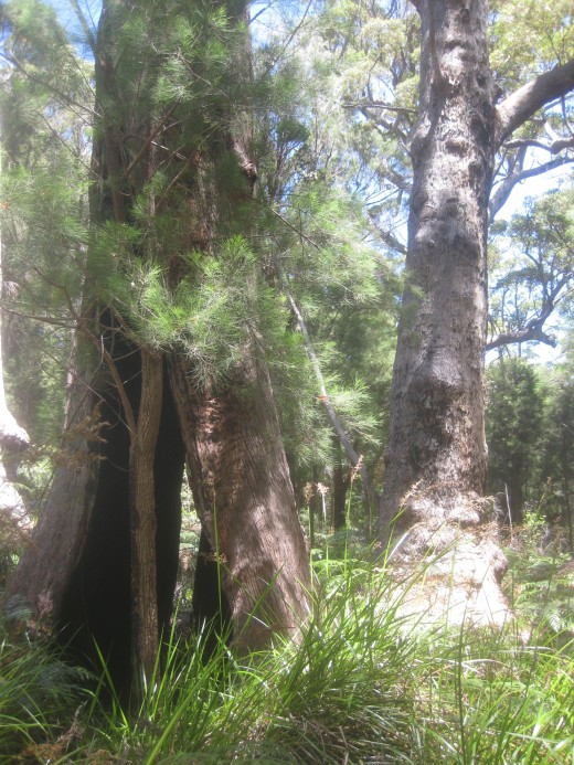 "The trees continue to grow around the scar, but the next fire will burn away the dead wood. After centuries of fires, a huge hollow eventually develops with often occupies most of the enlarged base of the trunk." He continued to explain but suddenly