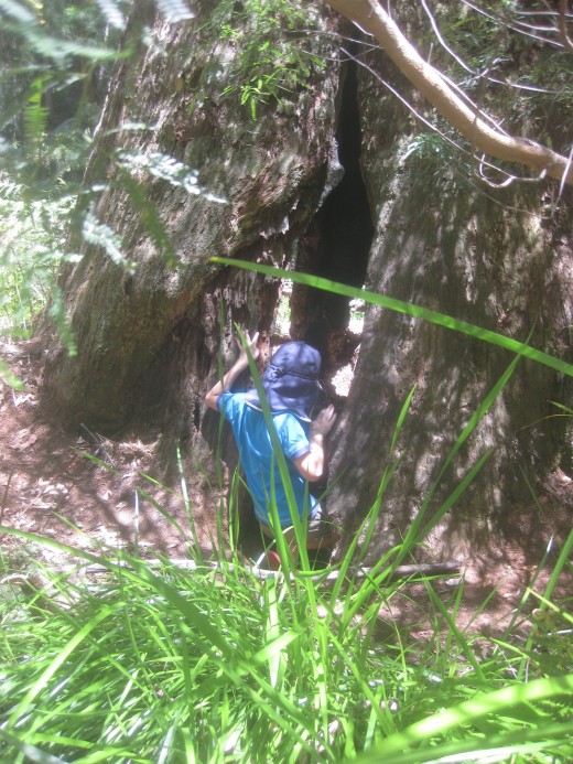 The boy sneaked inside the burn-out hollow hopefull that tree-fire story would follow: 'Fire within and fire without. Fire burned away the vestige of doubt. Fire from its skin to its fluttering heart, droving it up in a sweet parabolic arc...