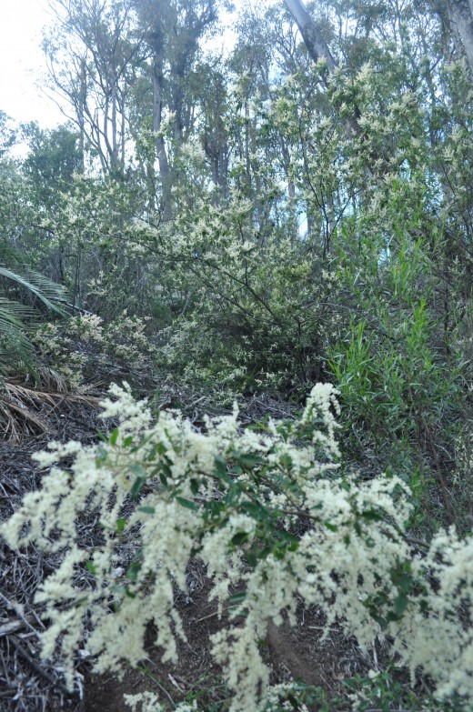 'that were brilliant and green, and earth flooded with flowers that had never been seen.' 