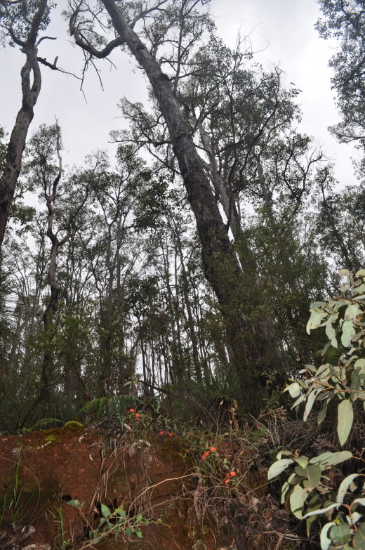 "Seedlings have forced their way through the ash and the big trees are sprouting new leaves. 