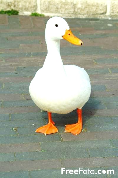 Everything is not what it is quacked up to be!