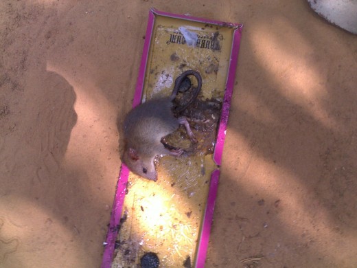 See the rat which is stick on gum 
