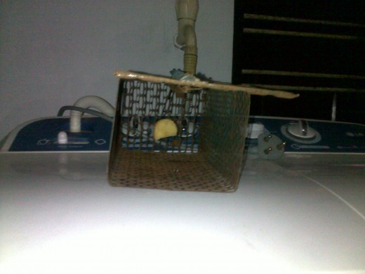 Mouse Trap with Spring Door Opened