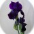Day 3, Early Evening, Black Iris Day 3, Early Evening, Black Iris