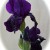 Straight On Black Iris Straight On Black Iris