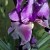 Highlighting Black Iris With Late Evening Flash Highlighting Black Iris With Late Evening Flash