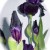 Black Iris Bud Unfolding--Liking This Shadowing Better Black Iris Bud Unfolding--Liking This Shadowing Better