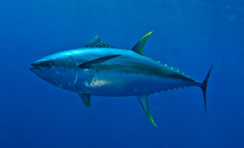 Tuna Fish