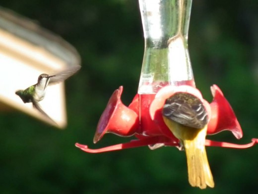 The Hummingbird approaches the feeder!