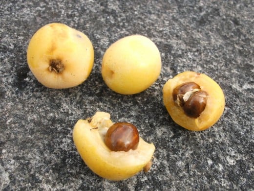 Fruit pits and seeds