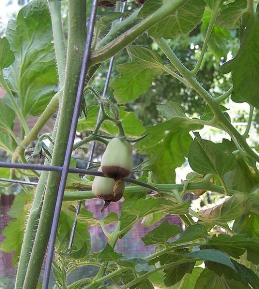 Blossom end rot on tomatoes, common with calcium deficiency.
