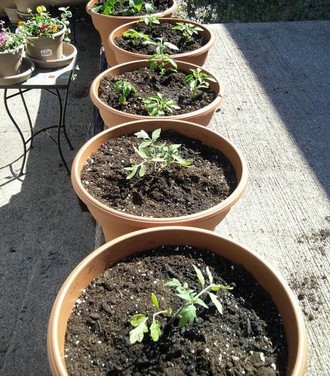 potted garden of tomatoes and peppers