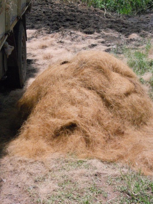 Coconut Coir Fiber
