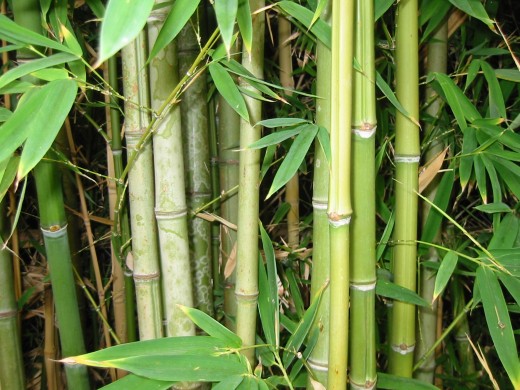 Bamboo 