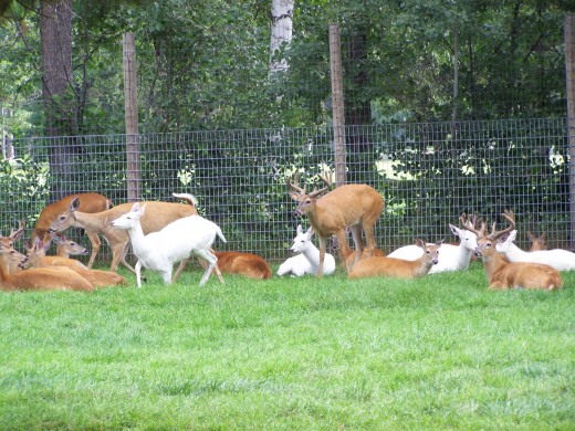 Deer at Wildlife Park.