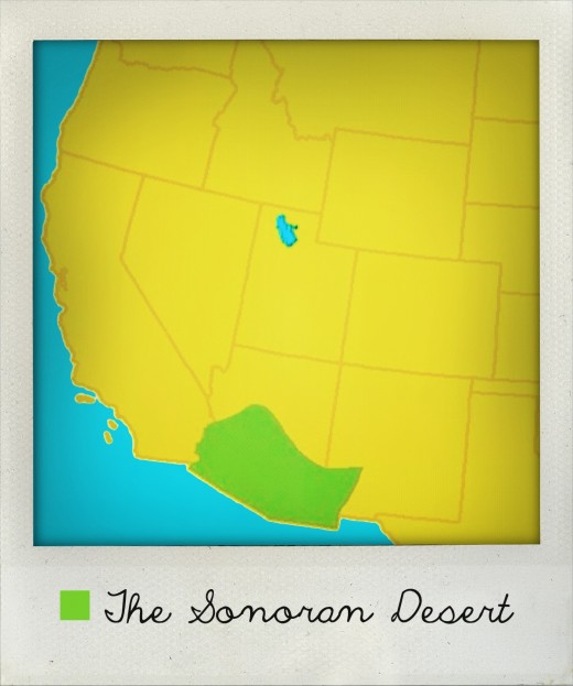 the Sonoran Desert