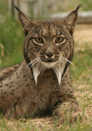 Iberian Lynx (Lynx pardinus) (c)"Programa de Conservación Ex-situ del Lince Ibérico www.lynxexsitu.es"