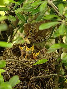 song thrush chicks being fed by their mother