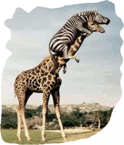 Audrey Howitt is a Giraffe, I am a Zebra - 