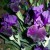 Blooms And Buds For Black Iris--Both Are Beautiful! Blooms And Buds For Black Iris--Both Are Beautiful!
