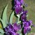 Such A Way Black Iris Have Of Arranging Themselves! Such A Way Black Iris Have Of Arranging Themselves!