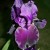 Stately Black Iris Commands Attention. Stately Black Iris Commands Attention.