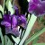 Another Black Iris Getting Ready To Drink In Morning Sun. Another Black Iris Getting Ready To Drink In Morning Sun.
