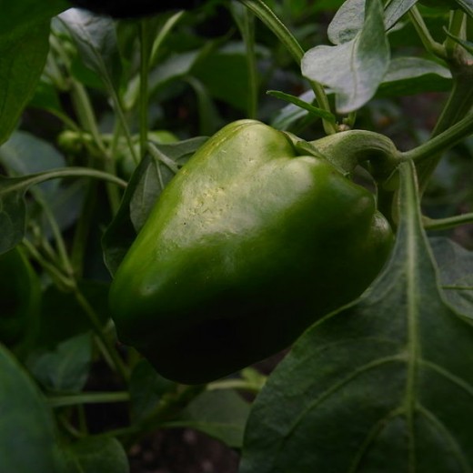 Green bell pepper