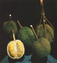 Durian fruit