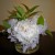 Three bedside peonies can fill a room with heady fragrance. Three bedside peonies can fill a room with heady fragrance.