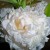 Nothing compares to a peony! Nothing compares to a peony!