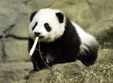 Panda cub with bamboo!